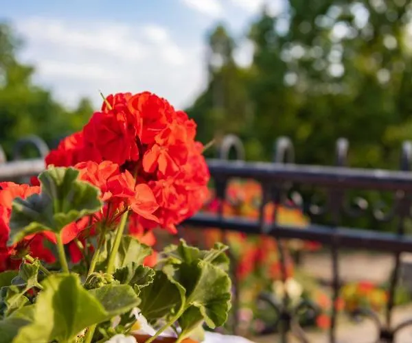 Mira - Mira Z Widokiem